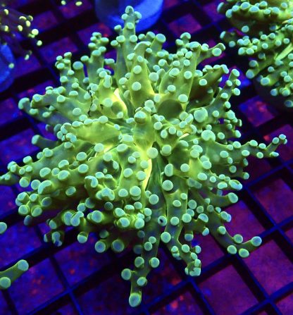 WYSIWYG T2 Atomic Frogspawn