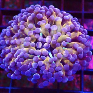 WYSIWYG T1 Branching Frammer Orange/Purple/Lime