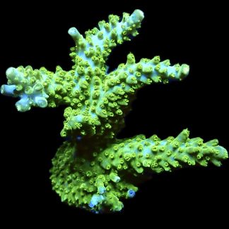 WYSIWYG L2 Limoncello Acropora Colony