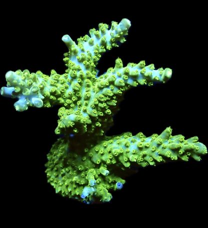 WYSIWYG L2 Limoncello Acropora Colony