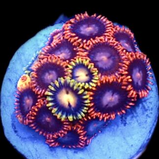 WYSIWYG Zoanthid Frag C4