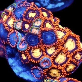 WYSIWYG Zoanthid Frag C17