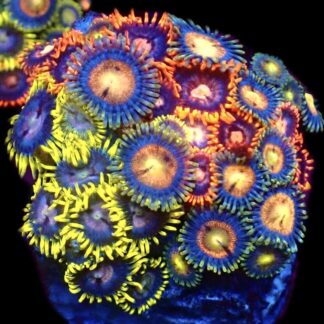 WYSIWYG Zoanthid Frag C27