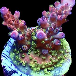 WYSIWYG 24E Berries And Cherries Acropora Frag   ***NEW***