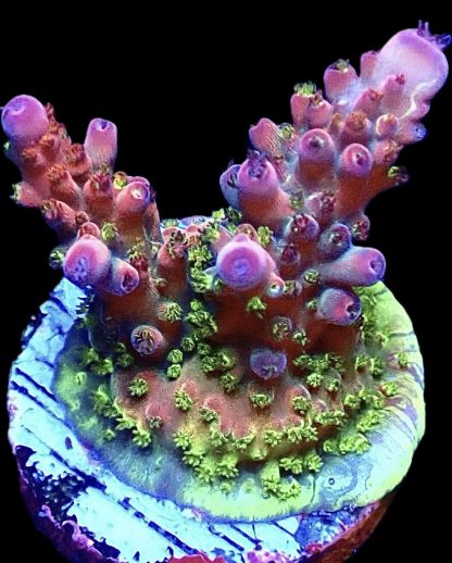 WYSIWYG 24E Berries And Cherries Acropora Frag   ***NEW***