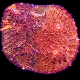 WYSIWYG 33A Hot Chilli Chalice Frag