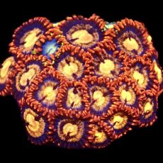 WYSIWYG Zoanthid Frag C23