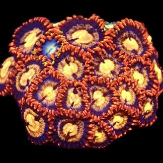 WYSIWYG Zoanthid Frag C23