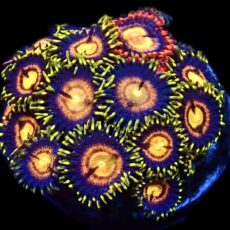 WYSIWYG Zoanthid Frag C25