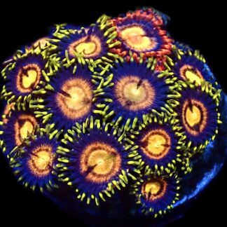 WYSIWYG Zoanthid Frag C25