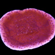 WYSIWYG 12J Purple Plating Montipora Frag Extra Large
