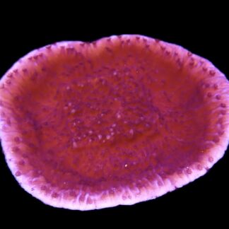WYSIWYG 12J Purple Plating Montipora Frag Extra Large