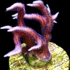 WYSIWYG 23B Pink Seriatopora Hysterix Frag