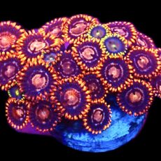 WYSIWYG Zoanthid Frag C23