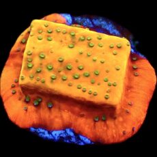 WYSIWYG 9C Gold Rush Montipora Frag