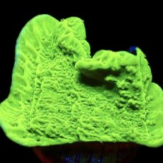 WYSIWYG 14A Toxic Lime Plating Montipora Large