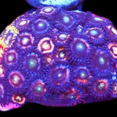 WYSIWYG Zoanthid Frag C4