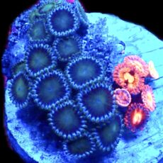 WYSIWYG Zoanthid Frag C17
