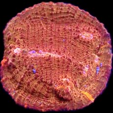 WYSIWYG T33 Hot Chilli Chalice Frag