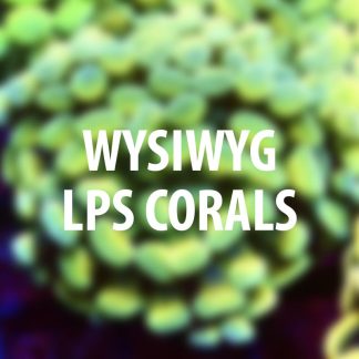LPS corals
