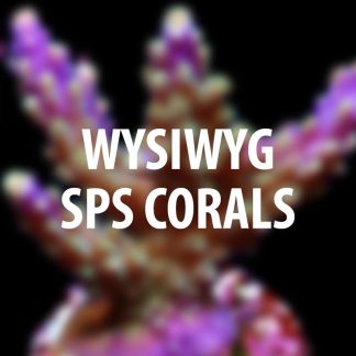 SPS corals
