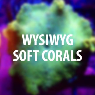 Soft corals