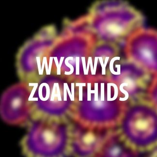 Zoanthids