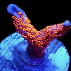 WYSIWYG 19C Bubblegum Montipora
