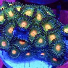 WYSIWYG Zoanthid Frag C30