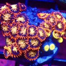 WYSIWYG Zoanthid Frag C9