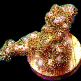 WYSIWYG 10C Sparkling Tinsel Pocillopora Frag