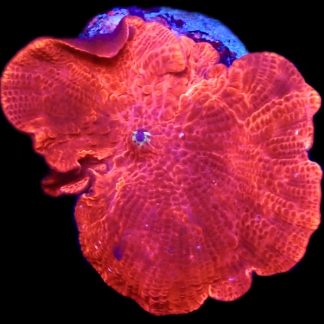 WYSIWYG 36D Flaming Hot Red Mushroom