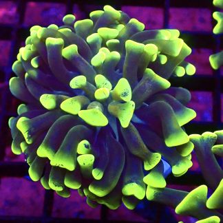 WYSIWYG 30E Branching Hammer