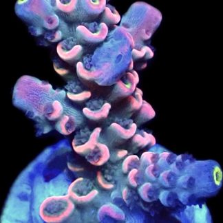WYSIWYG 16H Acropora Rainbow Tenius