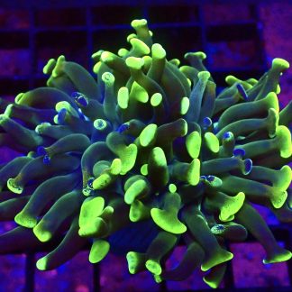 WYSIWYG 30C Branching Hammer