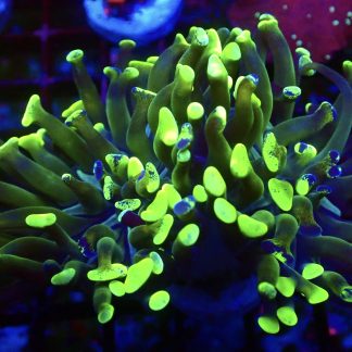 WYSIWYG 32F Branching Hammer