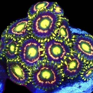 WYSIWYG Zoanthid Frag C9