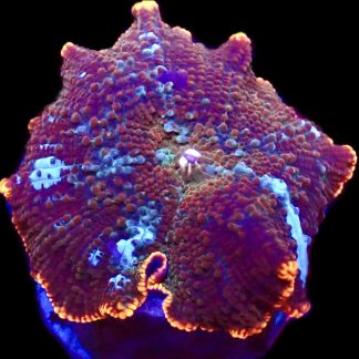 WYSIWYG 36D Ultra Discosoma Mushroom