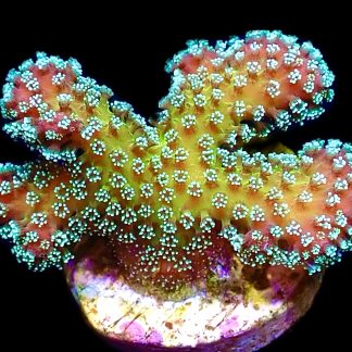 WYSIWYG 22A Rainbow Stylophora Frag