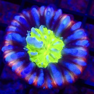 WYSIWYG Red Rim Neon Cats Eye Cynarina