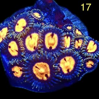 WYSIWYG Zoanthid Frag M17