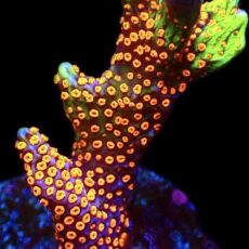 WYSIWYG 21D Bubblegum Montipora