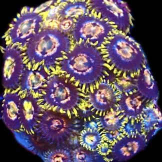 WYSIWYG Zoanthid Frag C28