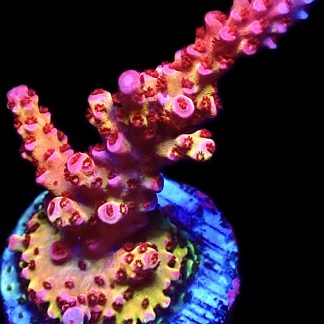 WYSIWYG 25D Ultimate Sour Berry Acropora Frag Extra Large