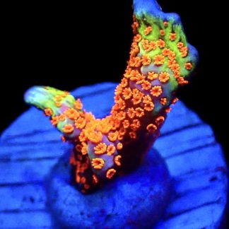 WYSIWYG 8A Bubblegum Montipora