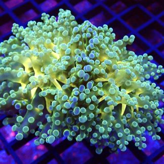 WYSIWYG T4 Atomic Frogspawn Double