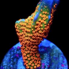 WYSIWYG 14i Bubblegum Montipora