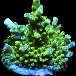 WYSIWYG 17i Green Slimer Acropora Frag