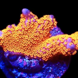 WYSIWYG 8A Bubblegum Montipora