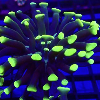 WYSIWYG A3 Branching Hammer